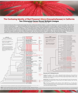 Silene Files/SILENE POSTER 2014 Polyphyly.Pdf