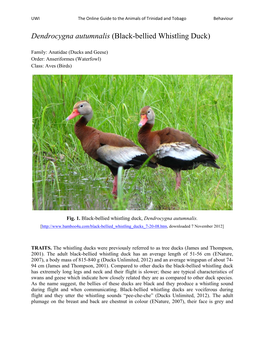 Dendrocygna Autumnalis (Black-Bellied Whistling Duck)