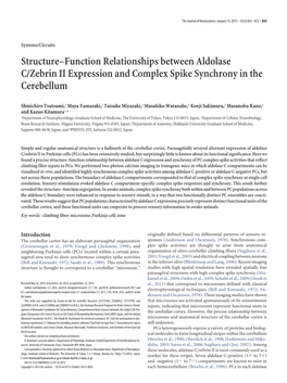 Structure–Function Relationships Between Aldolase C/Zebrin II Expression and Complex Spike Synchrony in the Cerebellum