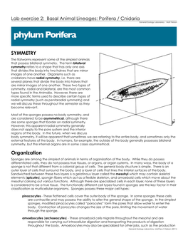 Phylum Porifera