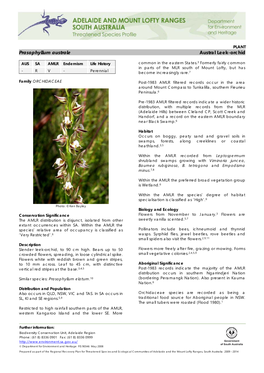 Prasophyllum Australe Austral Leek-Orchid