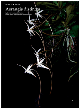 Aerangis Distincta by Brenda Oviatt and Bill Nerison Images Unless Otherwise Noted by Brenda Oviatt