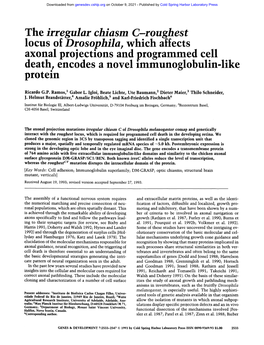 The Irregular Chiasm C-Roughest Locus of Drosophila, Which Affects Axonal Projections and Programmed Cell Death: Encodes a Novel Immunoglobulin-Like Protein