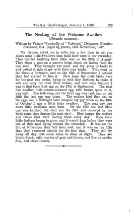 The Nesting of the Welcome Swallow (Hirundo Neoxena)
