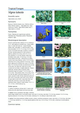 Vigna Luteola Scientific Name  Vigna Luteola (Jacq.) Benth