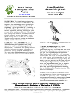 Upland Sandpiper & Endangered Species Bartramia Longicauda