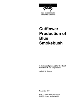Cutflower Production of Blue Smokebush