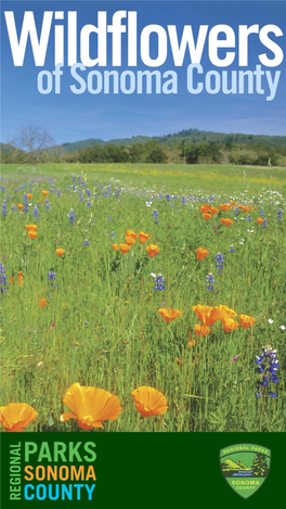 Every Spring, a Variety of Annual and Perennial Wildflowers Bloom in Sonoma County’S Parks