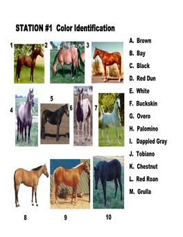STATION #1 Color Identification A