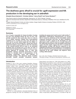 The Deafness Gene Dfna5 Is Crucial for Ugdh Expression and HA