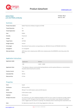 Anti-ACTR3B Antibody (ARG57950)