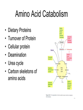 Amino Acid Catabolism