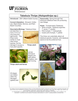 Tabebuia Thrips (Holopothrips Sp.) Introduced: 2001 (Miami-Dade County)