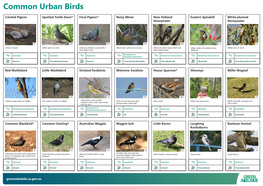 Common Urban Birds