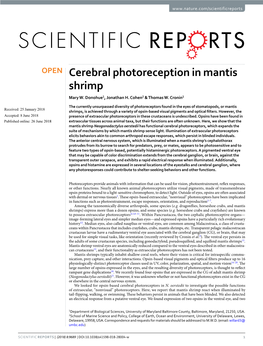 Cerebral Photoreception in Mantis Shrimp Mary W