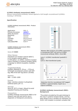 IL22RA1 Antibody (Monoclonal) (M03) Mouse Monoclonal Antibody Raised Against a Full Length Recombinant IL22RA1