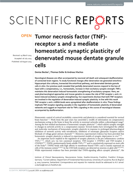 Tumor Necrosis Factor (TNF)-Receptor 1 and 2 Mediate Homeostatic Synaptic Plasticity of Denervated Mouse Dentate Granule Cells