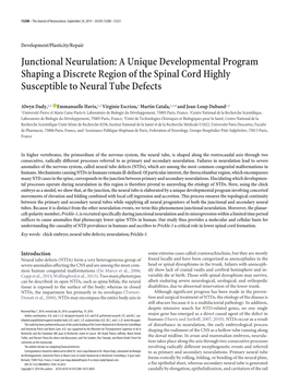 Junctional Neurulation: a Unique Developmental Program Shaping a Discrete Region of the Spinal Cord Highly Susceptible to Neural Tube Defects