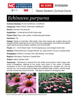 Echinacea Purpurea