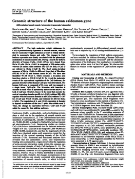 Genomic Structure of the Human Caldesmon Gene