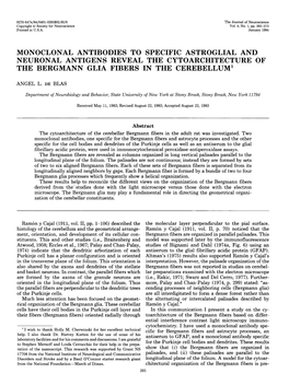 Monoclonal Antibodies to Specific Astroglial and Neuronal Antigens Reveal the Cytoarchitecture of the Bergmann Glia Fibers in the Cerebellum’