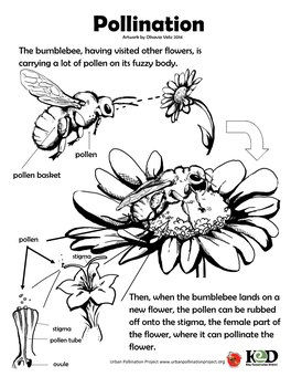 Pollination Artwork by Olisavia Veliz 2014 the Bumblebee, Having Visited Other Flowers, Is Carrying a Lot of Pollen on Its Fuzzy Body