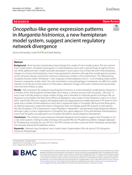 Murgantia Histrionica, a New Hemipteran Model System, Suggest Ancient Regulatory Network Divergence Jessica Hernandez, Leslie Pick* and Katie Reding