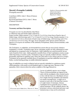 Moretti's Protoptila Caddisfly