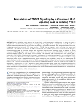 Modulation of TORC2 Signaling by a Conserved Lkb1 Signaling Axis in Budding Yeast