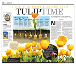 The Science of Spring-Flowering Bulbs