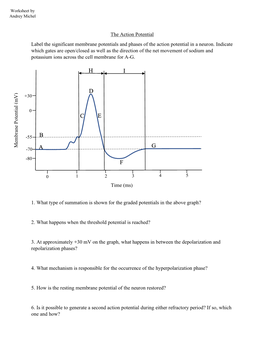 The Action Potential Label the Significant Membrane Potentials and Phases of the Action Potential in a Neuron