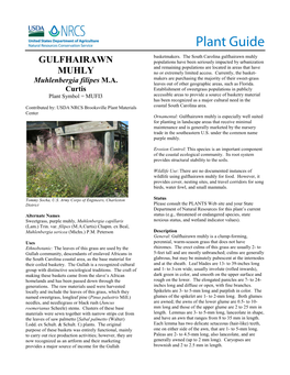 Plant Guide for Gulfhairawn Muhly