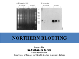 Northern Blotting