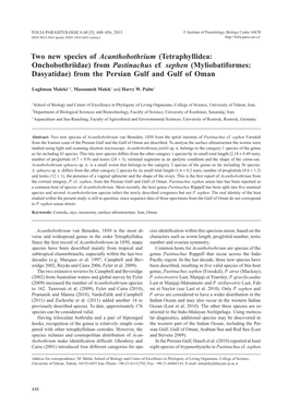 Ahead of Print Online Version Two New Species of Acanthobothrium