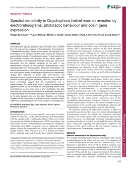 Velvet Worms) Revealed by Electroretinograms, Phototactic Behaviour and Opsin Gene Expression Holger Beckmann1,2,*, Lars Hering1, Miriam J