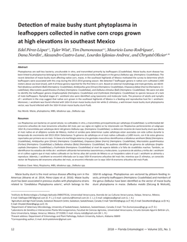 Detection of Maize Bushy Stunt Phytoplasma in Leafhoppers Collected in Native Corn Crops Grown at High Elevations in Southeast Mexico