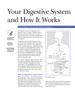 Your Digestive System and How It Works