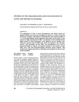 Studies on the Organization and Localization of Actin and Myosin in Neurons