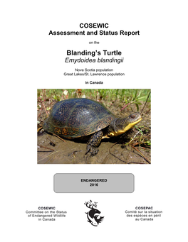 Blanding's Turtle, Emydoidea Blandingii