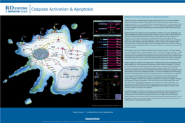 Caspase Activation & Apoptosis