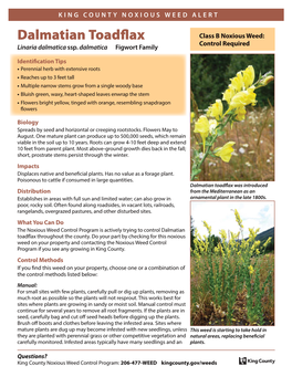 King County Dalmatian Toadflax Weed Alert