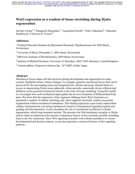 Wnt3 Expression As a Readout of Tissue Stretching During Hydra Regeneration