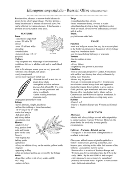 Elaeagnus Angustifolia - Russian Olive (Elaeagnaceae) ------Russian-Olive, Oleaster, Or Narrow-Leafed Oleaster Is Twigs Grown for Its Silvery Gray Foliage