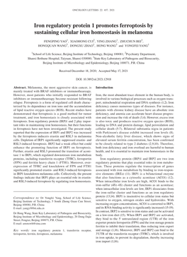 Iron Regulatory Protein 1 Promotes Ferroptosis by Sustaining Cellular Iron Homeostasis in Melanoma