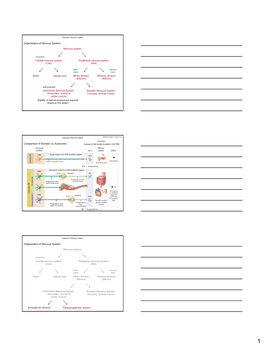 Nervous System Central Nervous System Peripheral Nervous System Brain Spinal Cord Sensory Division Motor Division Somatic Nervou