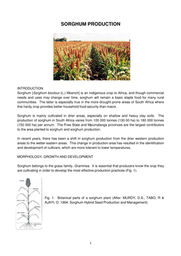 Sorghum Production