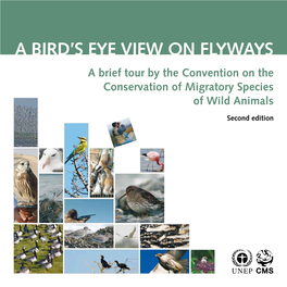 A Bird's EYE View on Flyways