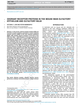 Odorant Receptor Proteins in the Mouse Main Olfactory Epithelium and Olfactory Bulb