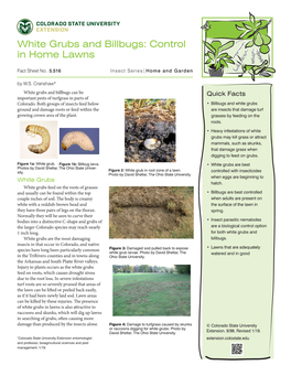 White Grubs and Billbugs: Control in Home Lawns