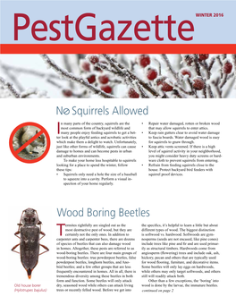 Wood Boring Beetles N Squirrels Allowed